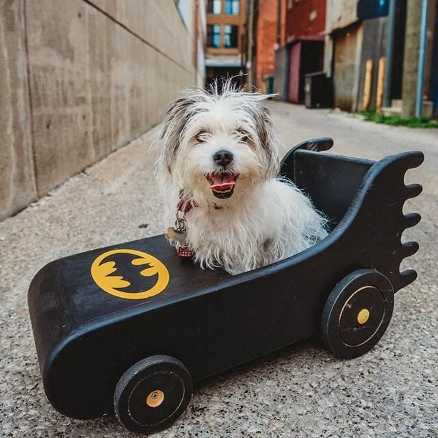 I know this isn’t wedding related. I had some fun with my pup (Scruffie) last week - my little model! If you know anyone with a child under the ages 1.5 (the batmobile isn’t that big) is love to take their photos in it! I have times avail