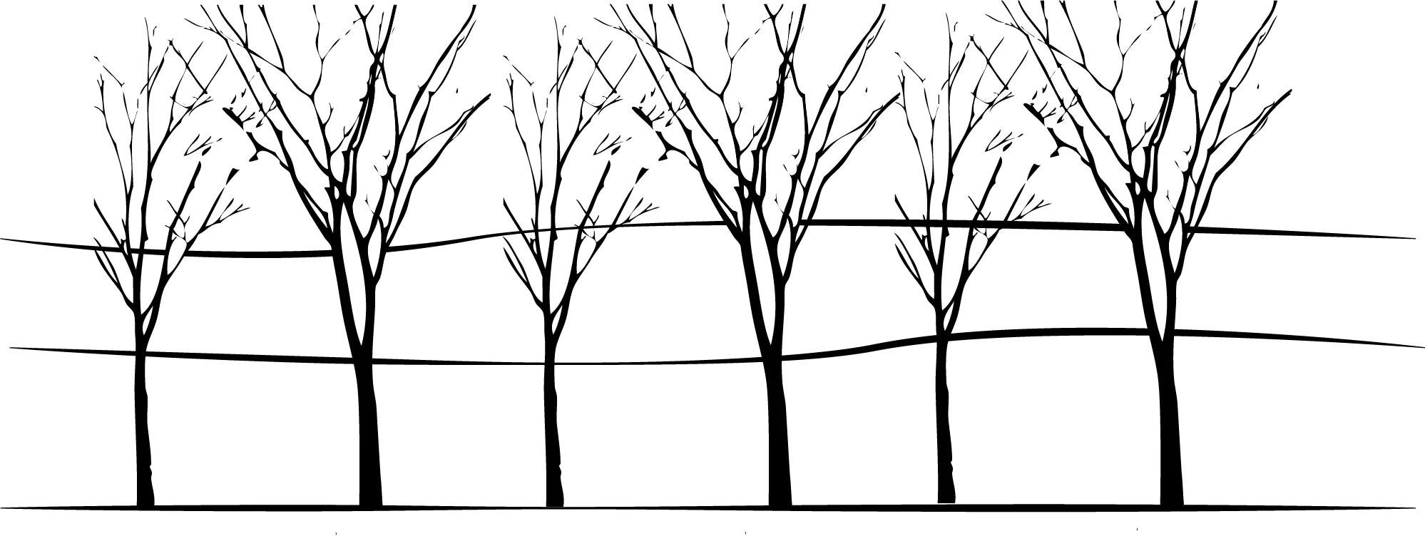 tree.jpg