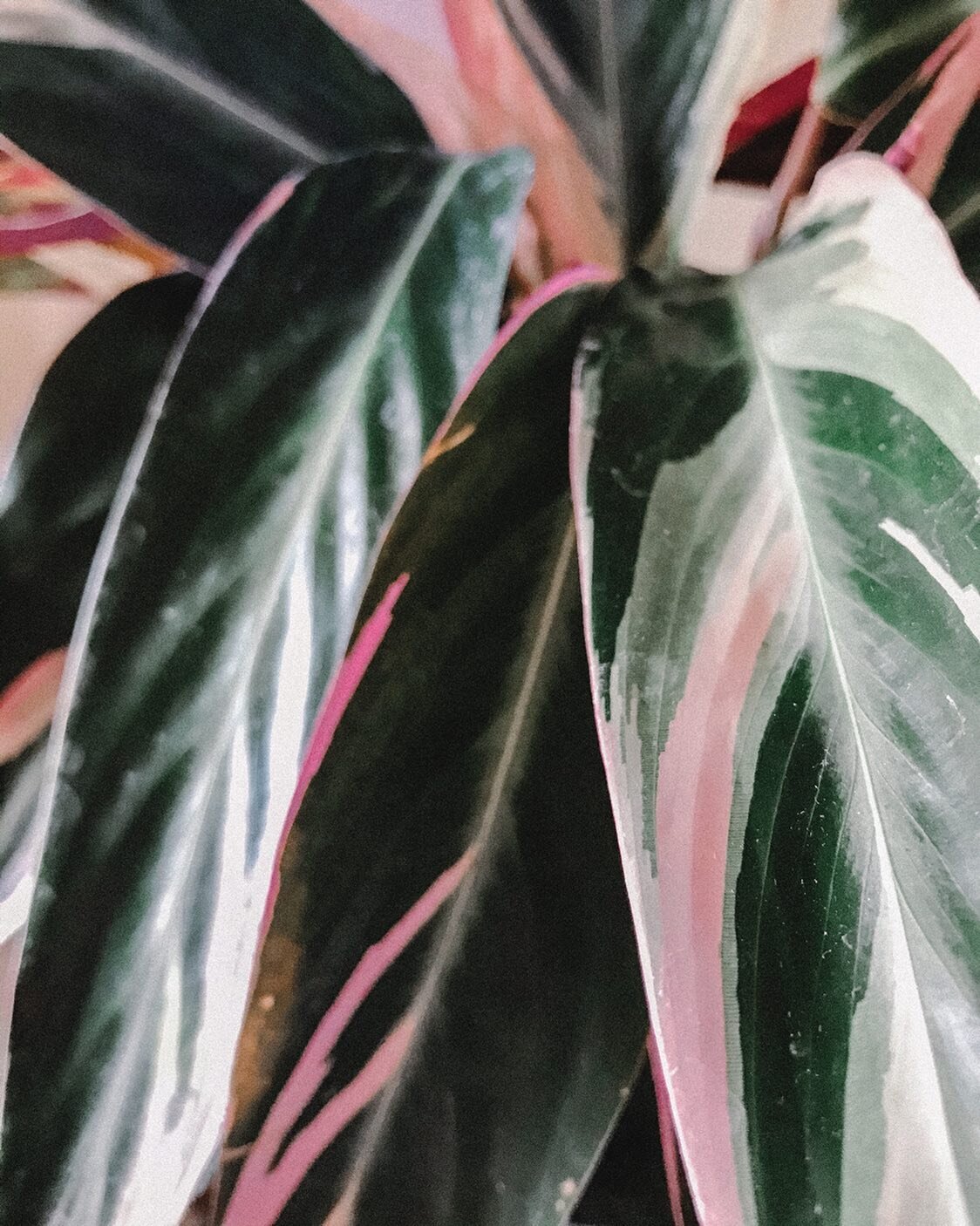 A new favorite (quarantine) plant friend.
All of the leaves look painted &amp; I promise to try to keep them alive.

Their (@revival_haus) work studio is down the hall from my photography studio in the Troy Sunshade building, and I can&rsquo;t tell y