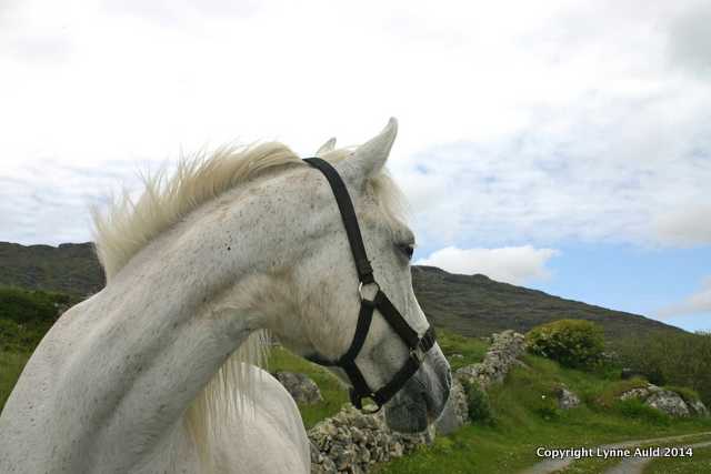 Connemara pony card.jpg