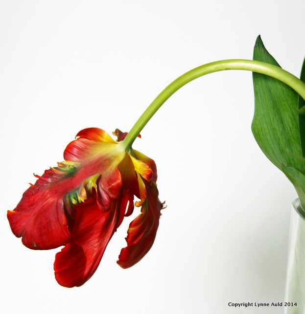 Droopy tulip.jpg