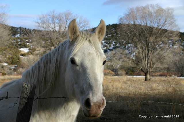 NM white horse 5x7.jpg