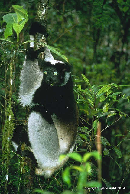 Perinet lemur.jpg