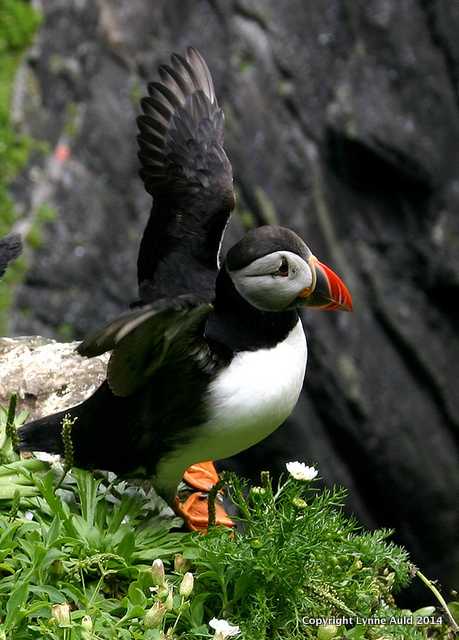 Puffin waving.jpg