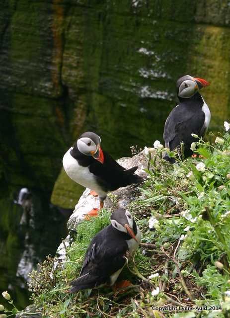 Puffins vert bigger.jpg