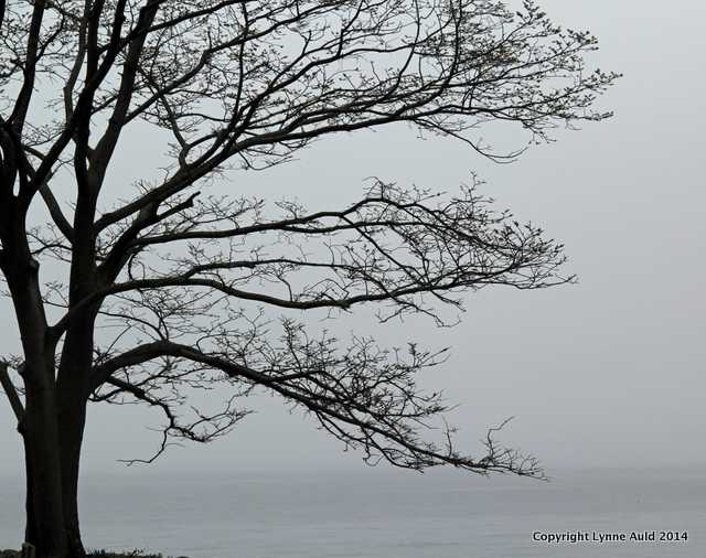 Tree and sea.jpg