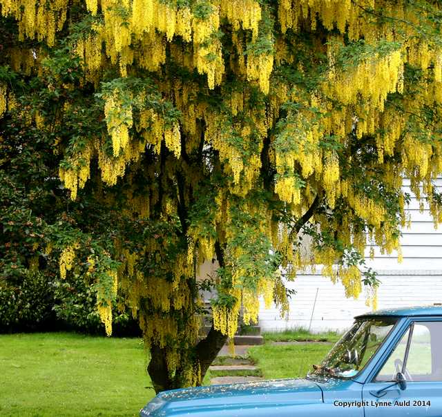 Yellow tree blue car.jpg