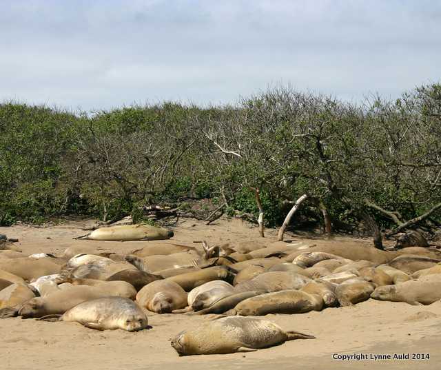 Elephant Seal, Ano Nuevo