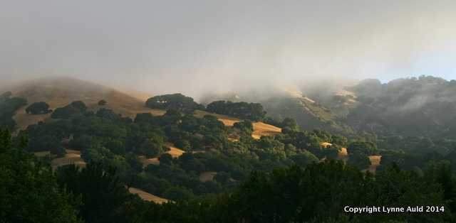 Foggy Morning, Lucas Valley