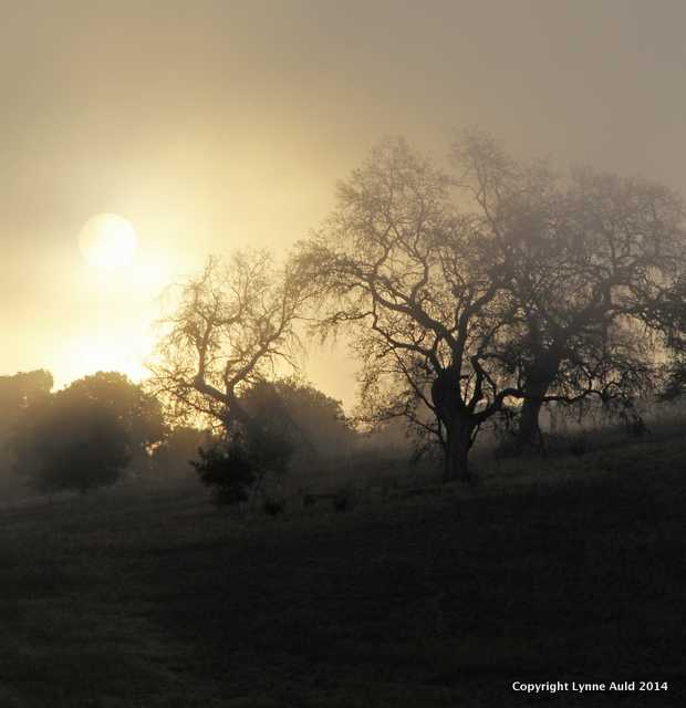 Foggy Sunrise, Stanford