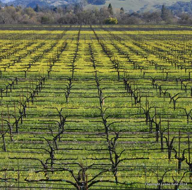 Dry Creek Valley Vineyard