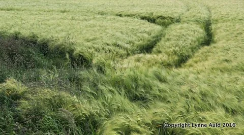 4-Windy field pan.jpg