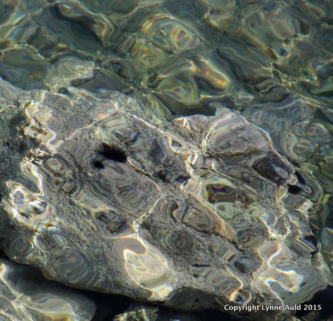 08-Sea urchins underwater.jpg