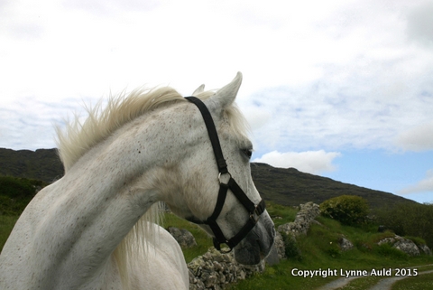 15-Connemara pony.jpg