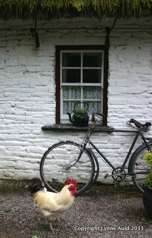 17-Rooster and bike.jpg