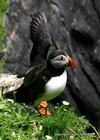 21-Puffin waving.jpg