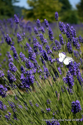 09-Butterfly in lavender.jpg