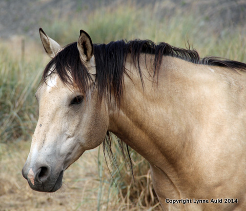 20-Palouse horse.jpg