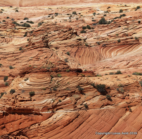 08-Coyote Buttes N sq.jpg