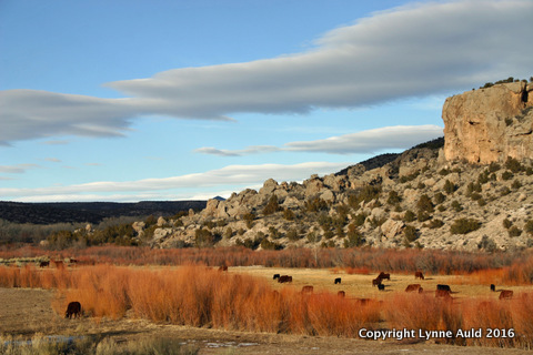 17-Cattle and mesa.jpg