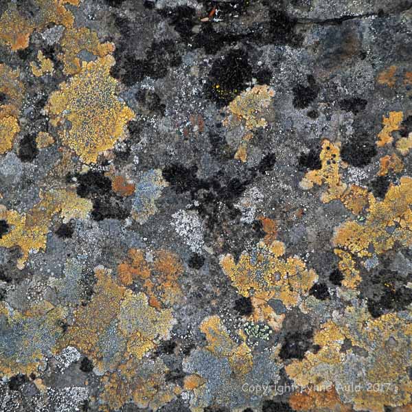 Dynjandi lichen004.jpg