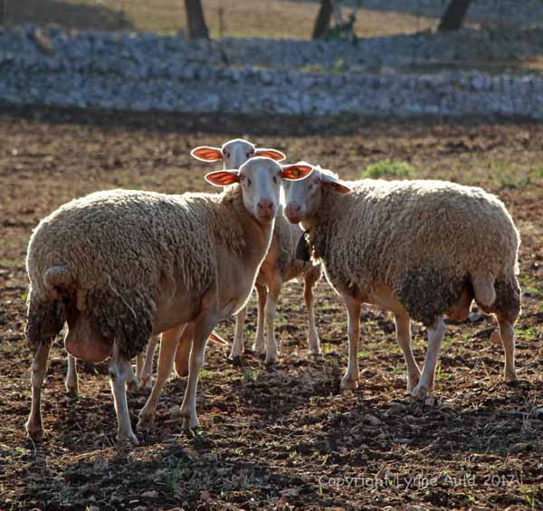 Three sheep004.jpg