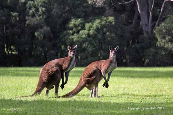 Western kangaroos.jpg