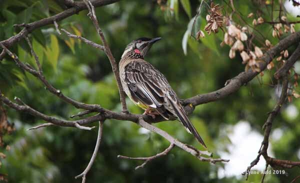 Wattle bird.jpg