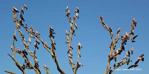 Galah tree pan 2.jpg