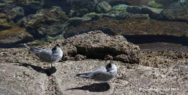 Crested Terns pan.jpg