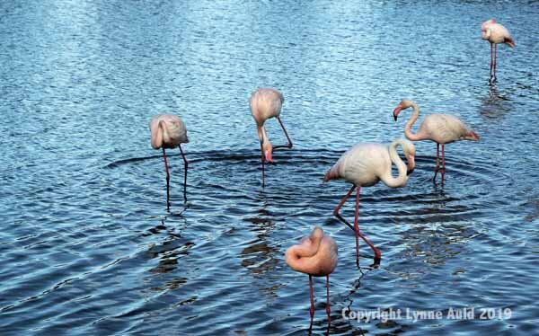 Six flamingoes.jpg