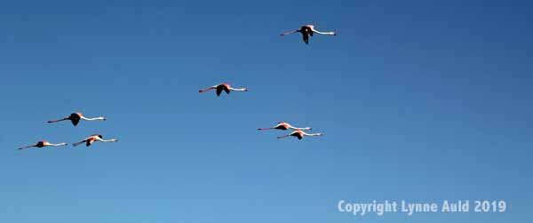 Seven flying flamingos pan.jpg