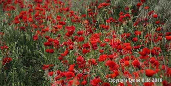 Poppies2 pan.jpg