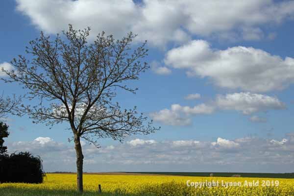 Mustard field.jpg