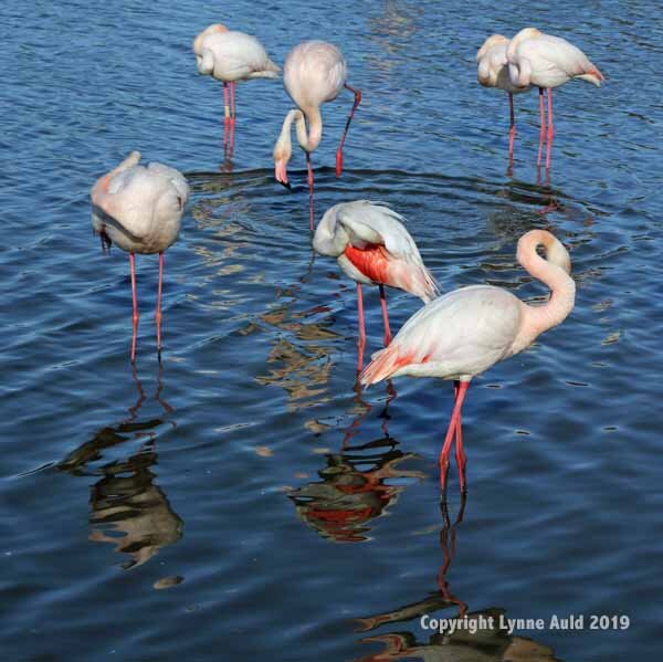 Flamingoes and reflections sq.jpg
