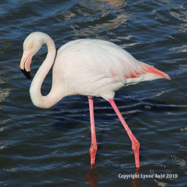 Flamingo strutting sq.jpg