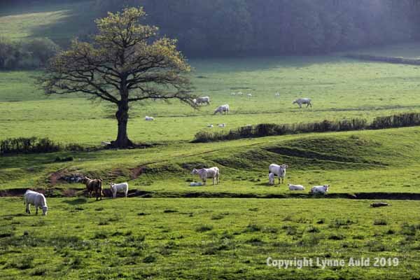 Couches pasture2.jpg