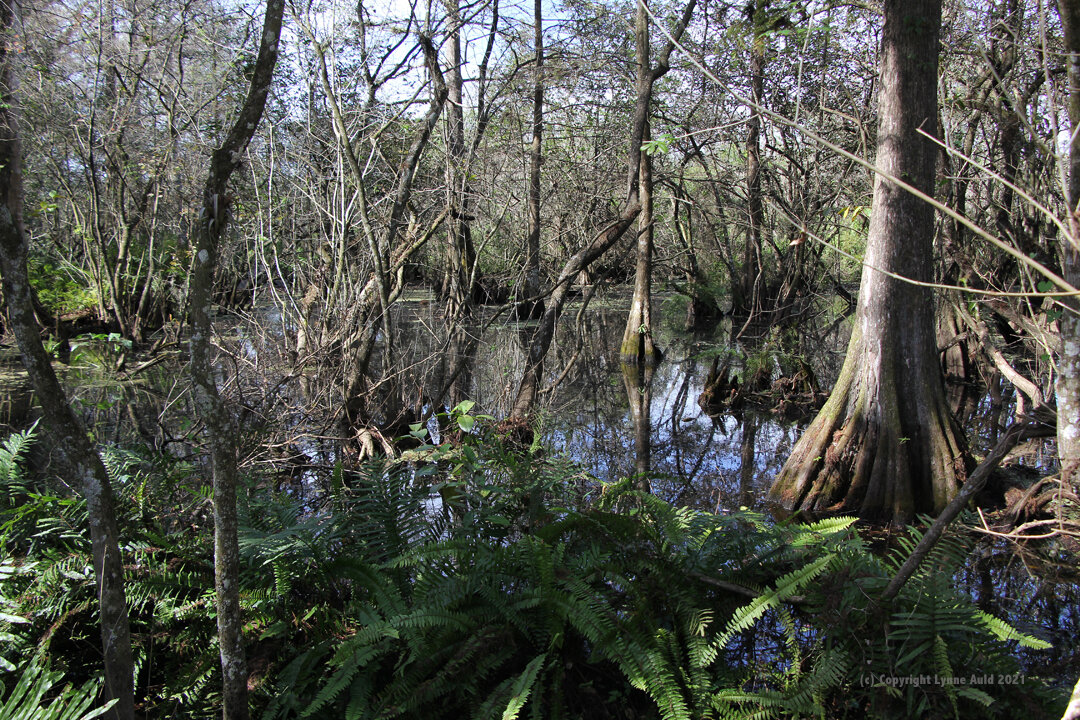 Corkscrew Swamp 2.jpg