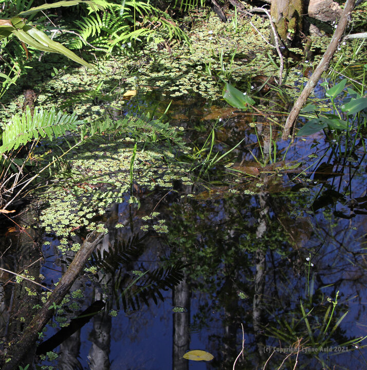 Corkscrew Swamp Reflections sq.jpg