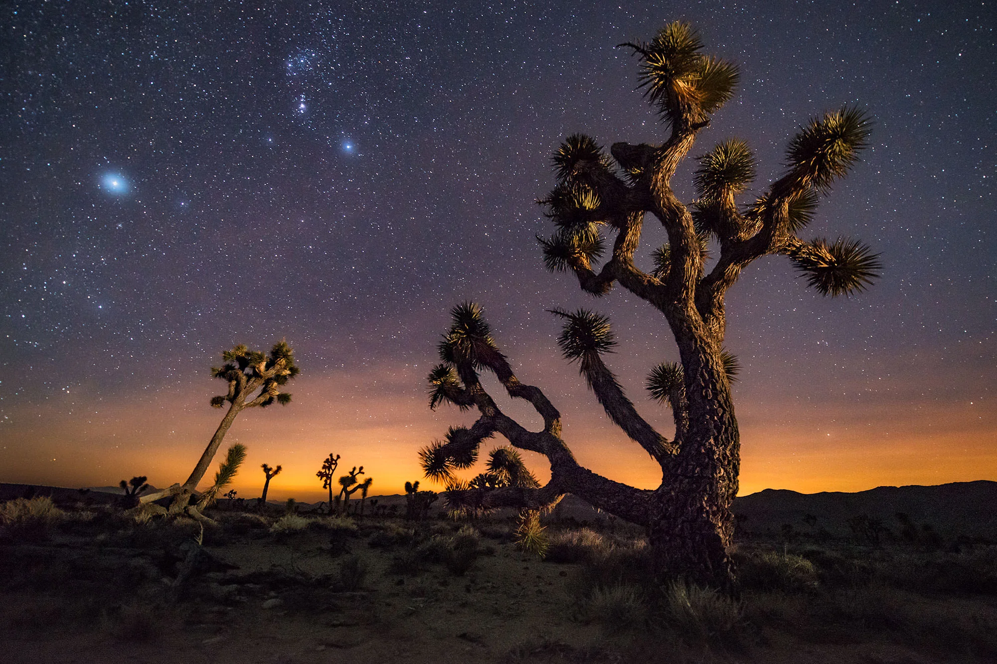 Joshua Tree at Lee Flat