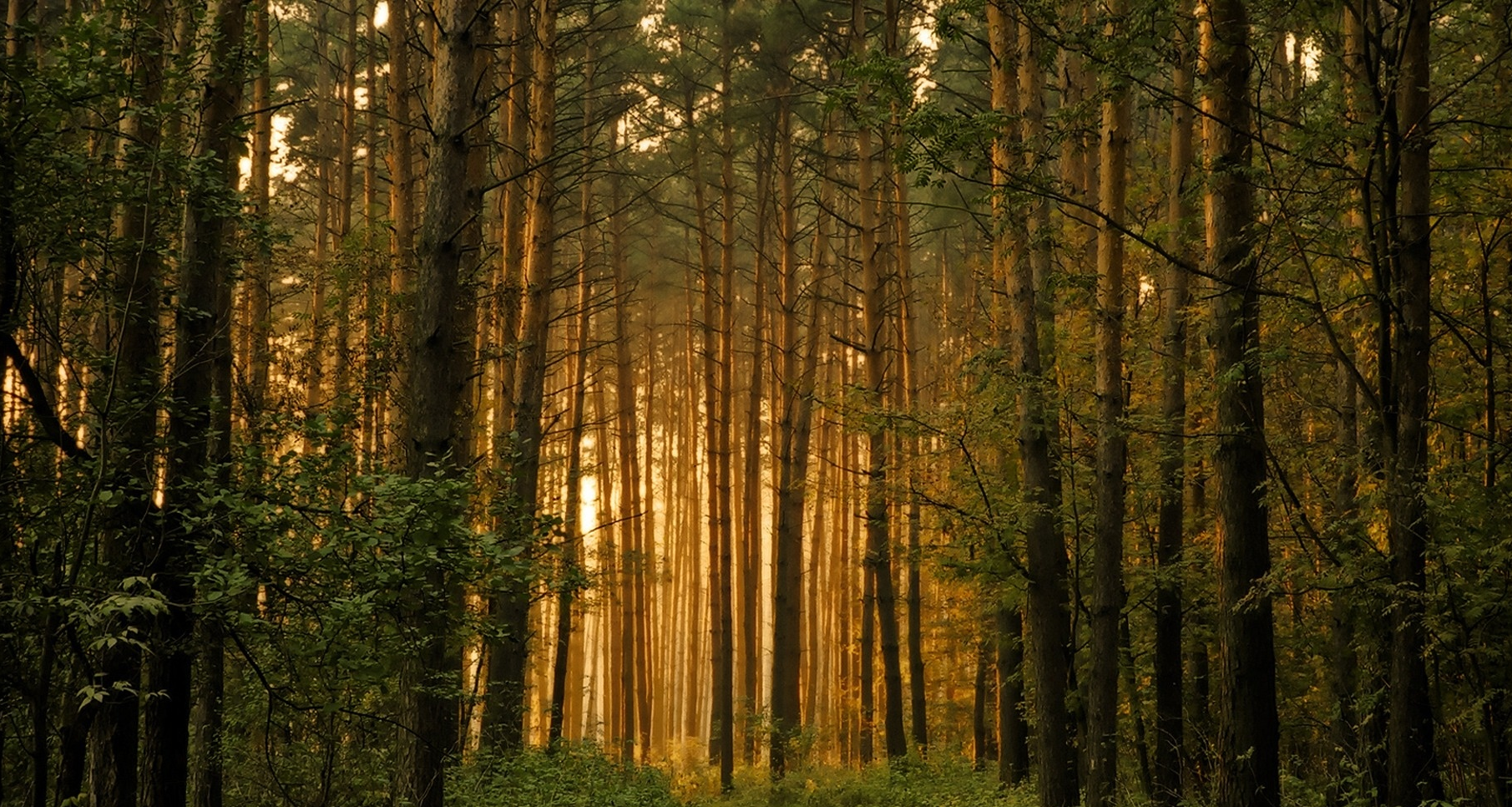 forest back.png