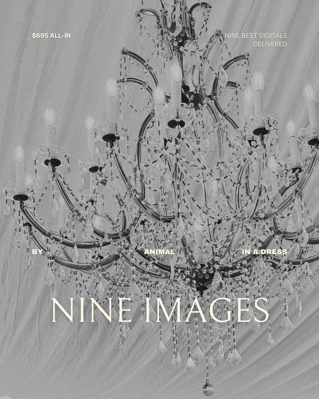 Editorial Portraits By Animal In A Dress - Now Booking Saturdays Montlhy