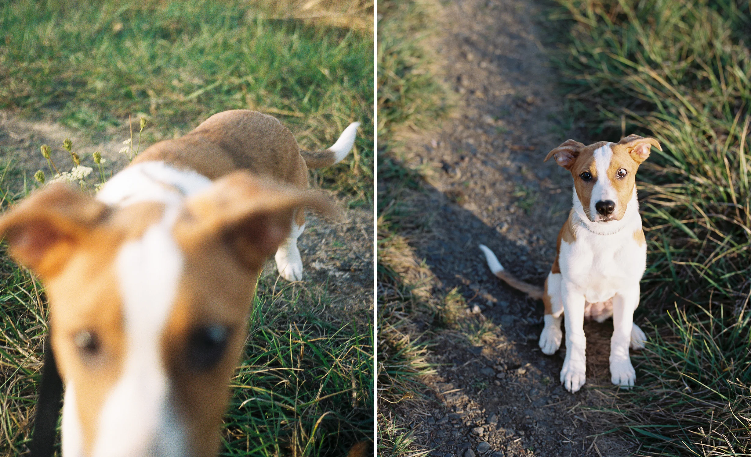 australian-shepherd-pit-bull-puppy-1.jpg
