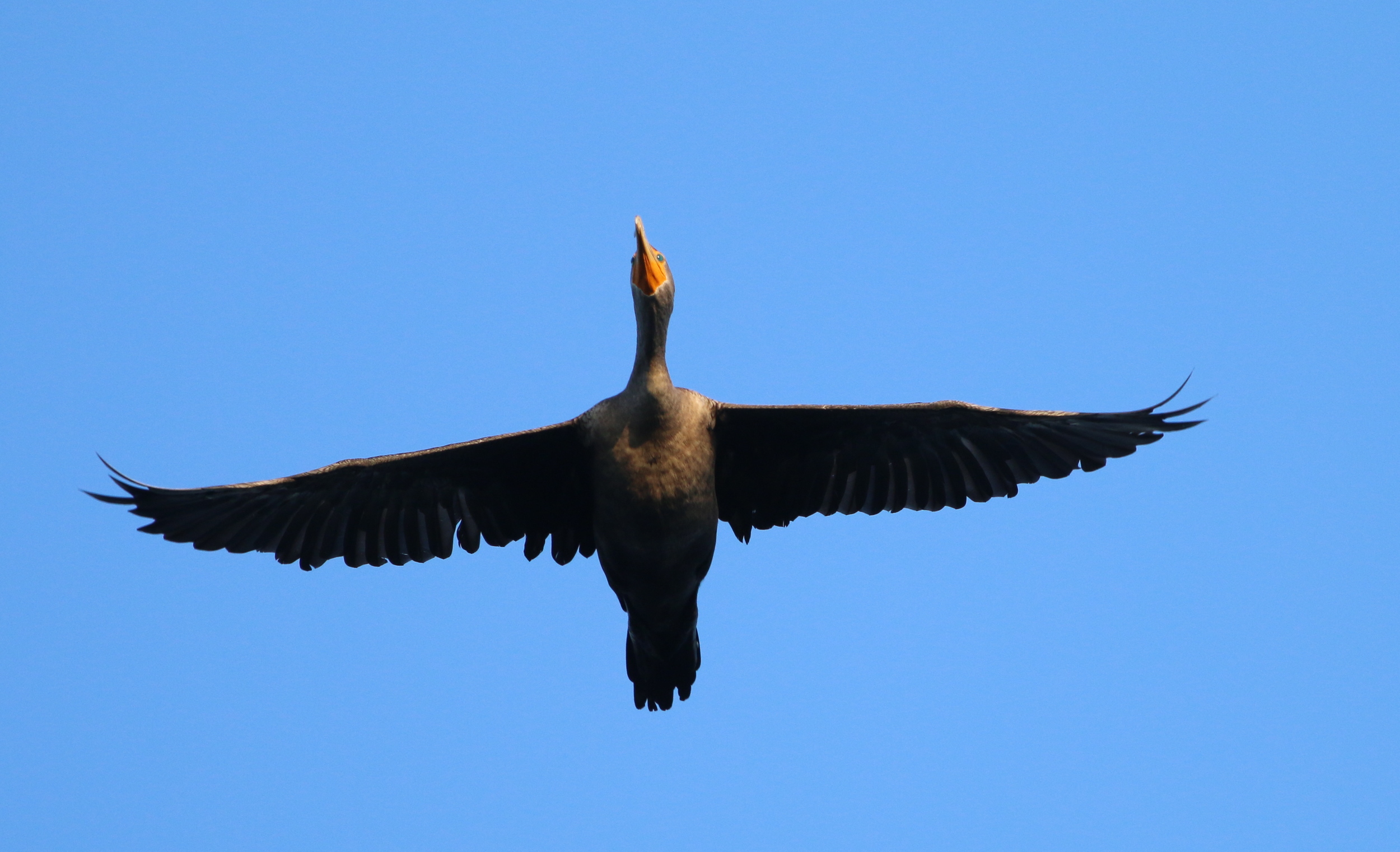 Double-crested Cormorant flies overhead!