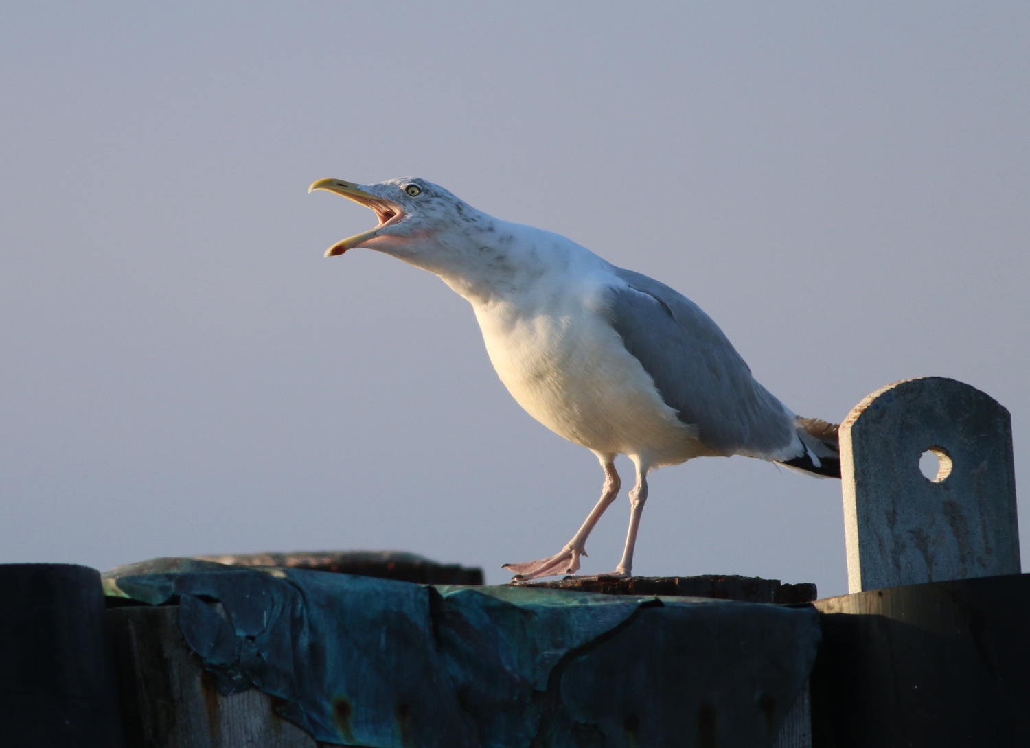 Herring Gull