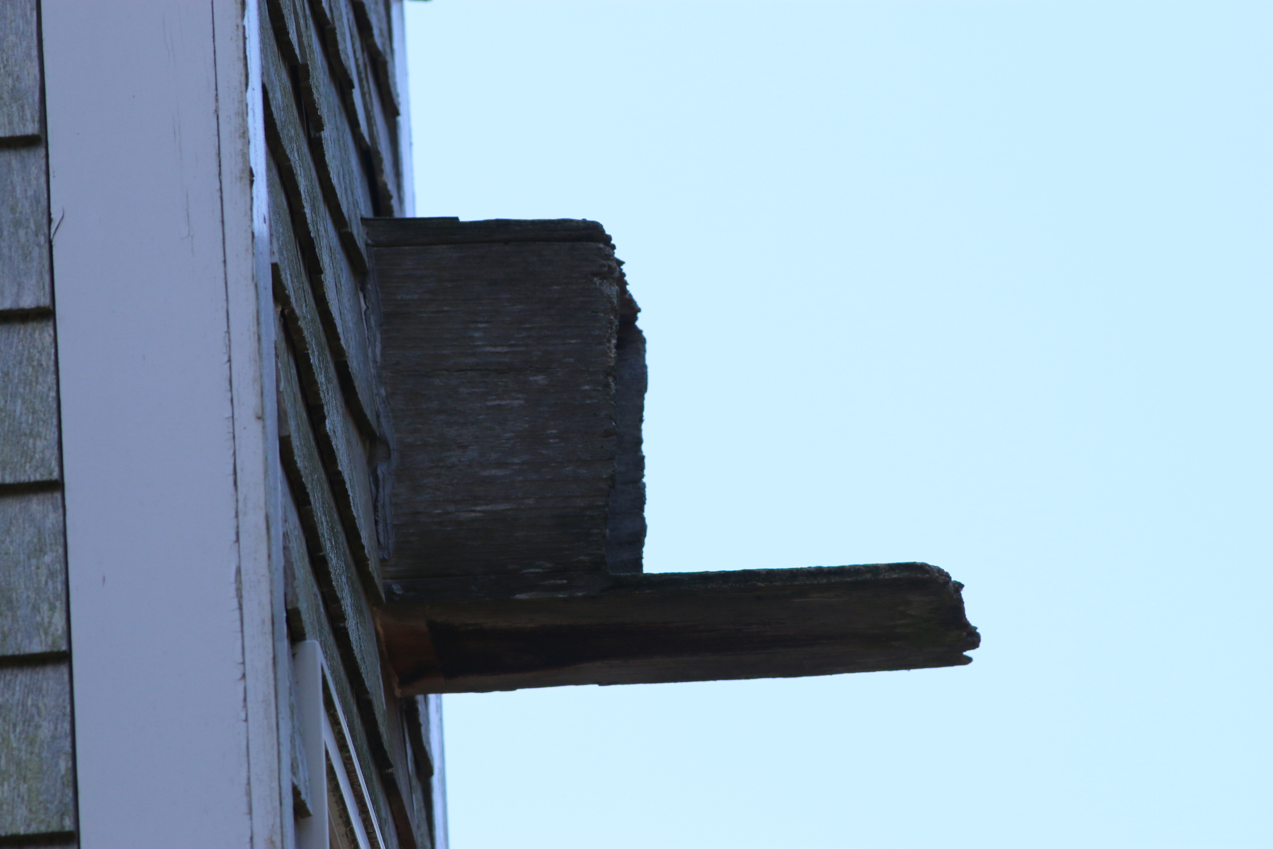 There should have been a Barn Owl poking out here...