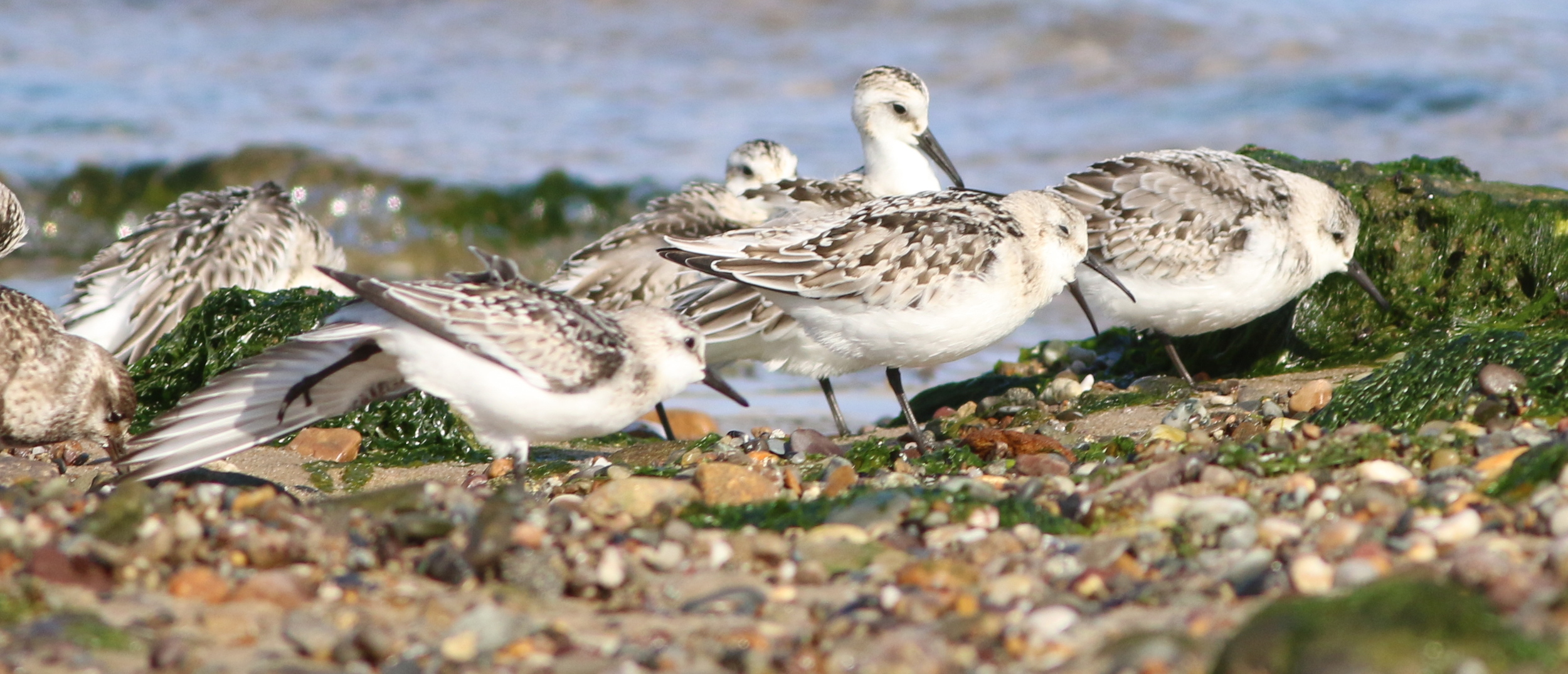  Sanderlings and White-rumped Sandpiper (the smaller one) 