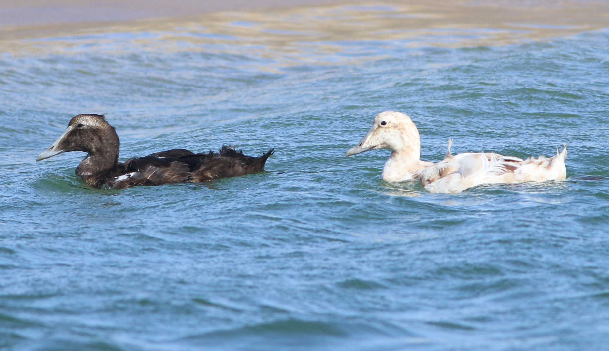  Common Eiders. The one on the right is leucistic.&nbsp; 
