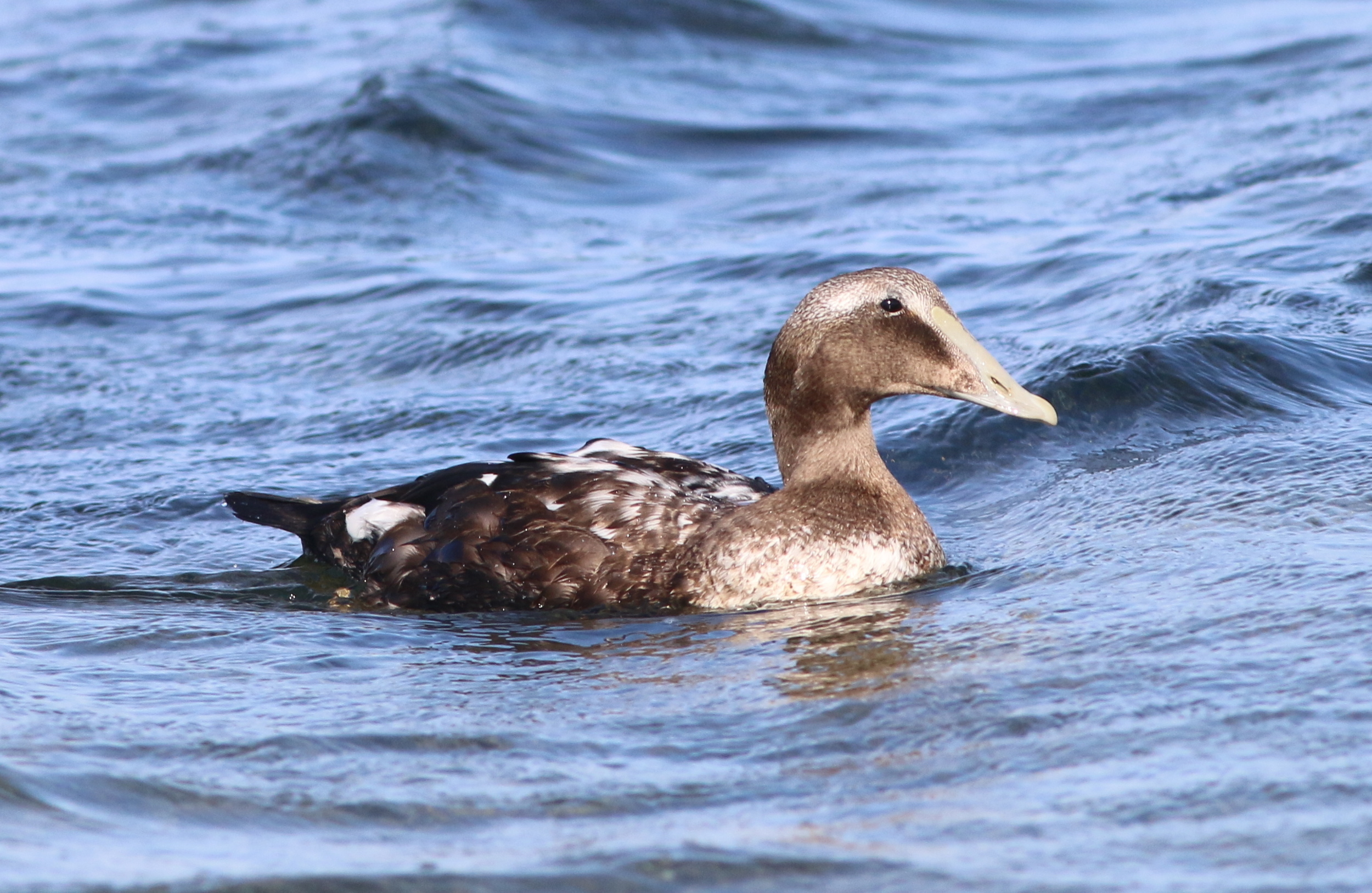  Juvenile Common Eider 