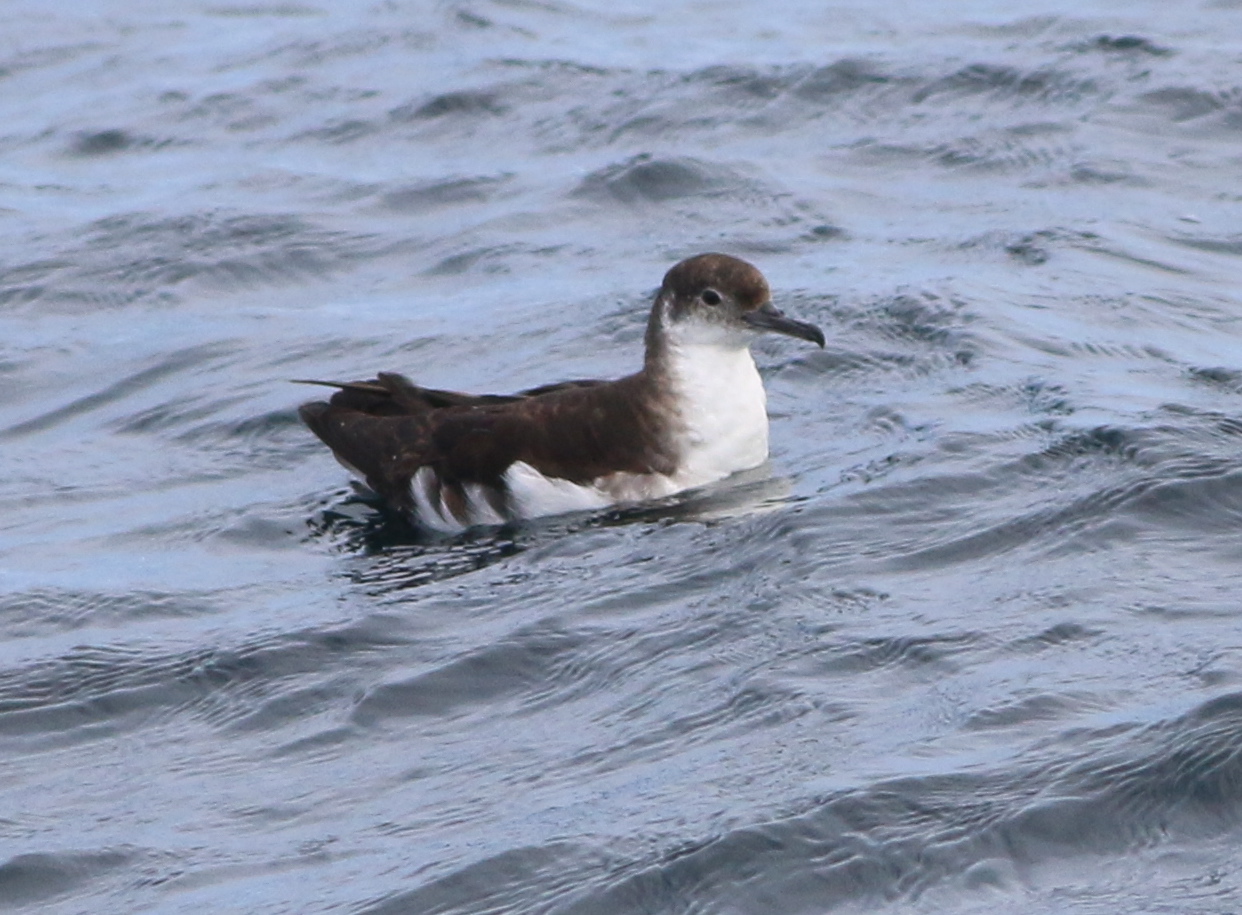 Manx Shearwater